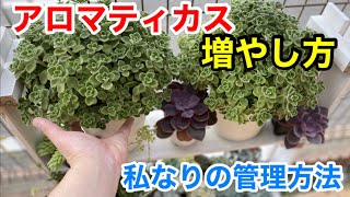 【多肉植物】アロマティカスの管理について(基本雨ざらし笑)