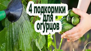 Чем подкормить огурцы / 4 этапа подкормки.