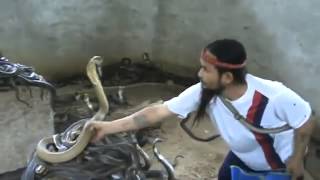 Man Selecting Cobras For Snake Show