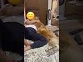 贅沢な母と嫉妬する猫たち ポメラニアン 犬 猫動画 かわいい shorts