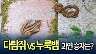 다람쥐-누룩뱀 대결 결과는…설악산 촬영 영상 눈길 / 연합뉴스 (Yonhapnews)