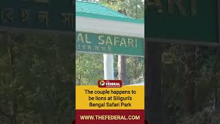 Love jihad lions? VHP objects to ‘Sita’ living with ‘Akbar’ at safari park | The Federal