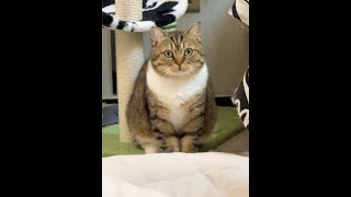 明明是标准身材～#这是我的小猪猫