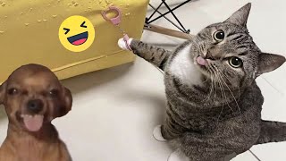 Try Not To Laugh Cats And Dogs s 😁 - Best Funniest Animals  2024 #3