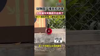 动物园广播告知游客，大熊猫今天赖床不出来了 视频来源@腺嘌呤遇磷酸 #熊猫 #国宝 #可爱 #shorts