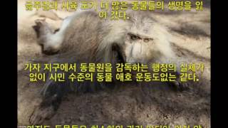 동물원을 2 년간 방치 계속 한 결과     동물들의 모습이 충격적 충격적인 동영상   YouTube