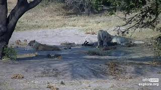 Lions Kill a Nyala as it walks directly at them: Tembe Elephant Park, S.A.