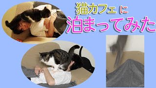 猫カフェに泊まってみた！にあにゃあ本店編