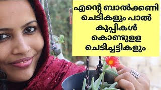 എന്റെ ചെറിയ ബാൽക്കണി ചെടികൾ | My Small balcony Garden