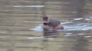 カイツブリ_108_俊足_新横浜公園_Little Grebe_４K