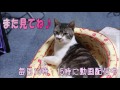 めちゃくちゃ可愛い添い寝・カメラ目線の猫　甘えん坊キジトラ猫リキちゃん　【リキちゃんねる　猫動画】cat videos キジトラ猫との暮らし