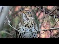 570. drozd zpěvný song thrush singdrossel Певчий дрозд drozd śpiewak