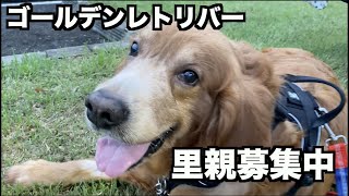 ゴールデンレトリバー茶太郎募集開始