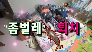 좀벌레 퇴치 방법 3단계 피톤치드 자연 환기 제습기 건조기 이불 털기 옷 보관 비닐 봉투