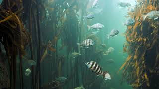 Fishes hiding on aquatic plants - Sea life Free Stock Video Footage