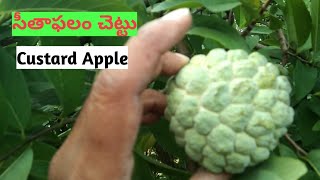 Custard Apple Tree/సీతాఫలం చెట్టు/Sugar Apple Tree/Seethaphalam Mokka Video/Custard Apple Tree video