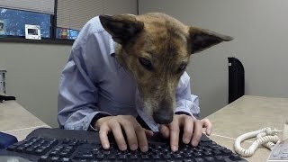 Take Your Dog to Work Day! #takeyourdog