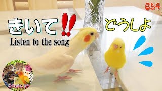 【お願い！歌を聞いて！】ありとあらゆる物に歌いまくるオカメインコ Cockatiel wants to sing a song for budgie .