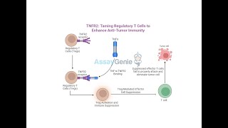 TNFR2_ Taming Regulatory T Cells to Enhance Anti-Tumor Immunity