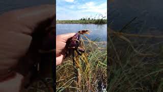 Crabs on the Move | Mesmerizing Nature Scenes from Flooded Fields #WildlifeVibes #Freshwater