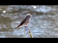 春の奥日光探鳥１ キバシリ コガラ ヒガラ コサメビタキ ミサゴ ノビタキ 他