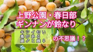 上野公園・春日部のイチョウ並木『ギンナンが鈴なり』(銀杏毒 キツイ匂いの正体 何の為・イチョウの ♂ ♀)ぎんなんは毒があるので食べすぎはよくありませんよ│毒│イチョウ│ginkgo│東京│tokyo