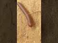 millipede life cycle #shorts