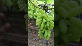 @IndianFarmings Grape#garden#angur#harvesting grape 🍇