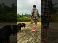 most discipline and gud training💓 rottweiler sandiptrainer shorts viral doglovers