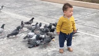 【baby and Pigeons】鳩集団に追いかけ、囲まれる赤ちゃん。