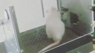 using operant conditioning to train a rat to push a lever for a meal pellet
