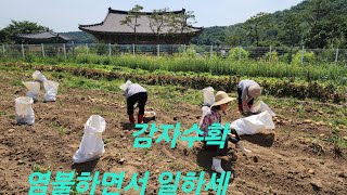 청계산정토사TV 보광스님 456호 정토사 감자캐기 염불하면서 `24,6,21(ven.bokwang jeongtosa temple pure land buddhism)`24.6.21