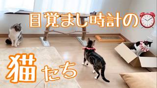 【猫vlog】元気すぎ！　ただひたすら朝から元気すぎる保護猫