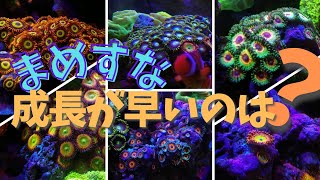 【海水アクアリウム】マメスナ成長ランキング / 約８カ月間でどのくらい増えたのか7種類のマメスナを比べてみました