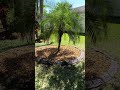 Top Lawn Pros | Lawn Services Riverview FL  | Landscaping In Progress 2