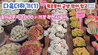 다육더하기(1) 예쁜 군생 다육이 착한 가격 미뉴에트 아프리카라즈베리 짚시금무지 3,000