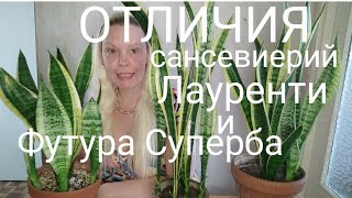 ОТЛИЧИЯ сансевиерий Лауренти и Футура Суперба #сансевиерия #sansevieria #snakeplant