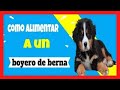 ✅+How to FEED a Bernese Mountain Dog puppy+✅ What does a Bernese Mountain Dog or Bernese eat?...