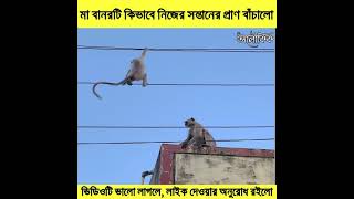 মা বানরটি 🐒 কিভাবে নিজের সন্তানের প্রাণ বাঁচালো?🥺 #shorts #humanity #monkey_mother_save_the_children