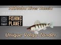 Fishing Planet Unique Volga Zander Akhtuba River Russia