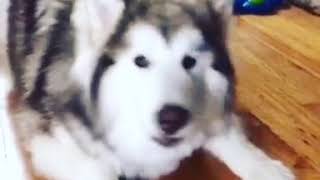 Rio (husky) loves to talkkkkkk
