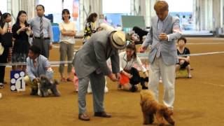 2014-06-21京都グリーンランド瑞穂ドッグショー（2）