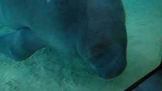 silly manatee