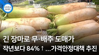 긴 장마로 무·배추 도매가 작년보다 84%↑...가격안정대책 추진 / YTN 사이언스