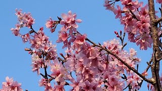 傑·文化-夕陽櫻花豔(香港大嶼山昂平) Kit.Culture-Cherry Blossoms in bloom under sun setting at Ngong Ping, Lantau, HK