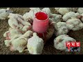 পোলট্রি খাদ্যের দাম বাড়ায় বন্ধ হচ্ছে খামার jamalpur news poultry farm somoy tv