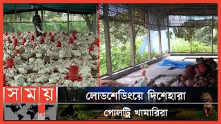 পোলট্রি খাদ্যের দাম বাড়ায় বন্ধ হচ্ছে খামার | Jamalpur News | Poultry Farm | Somoy TV