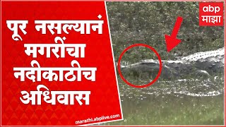 Sangli Crocodile Krushna River : पलूसमध्ये पूर नसल्यानं मगरींचा नदीकाठीच अधिवास  ABP Majha