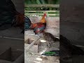 pikat ayam hutan f1 untuk cetak