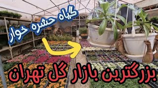 بازار گل محلاتی...!😍 بهترین جا برای خرید شب عید🌷⚘️ انواع اقسام گل و گیاه هرچی فکرشو بکنی پیدا کردیم